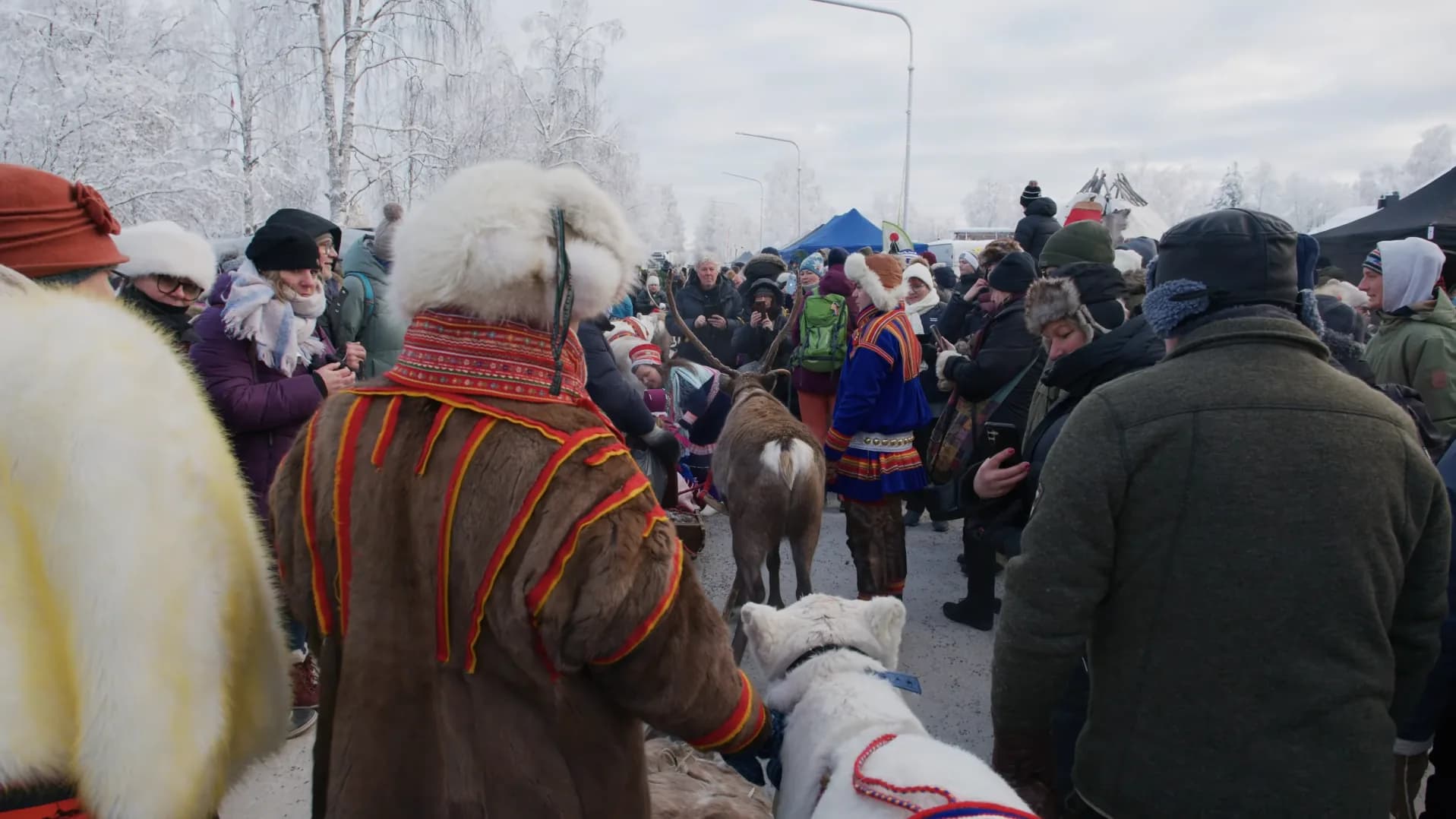 Herder in a fur coat trimmed with red braid leading a white reindeer through a crowd holding up phones, with a brown reindeer ahead, at the Jokkmokk winter market