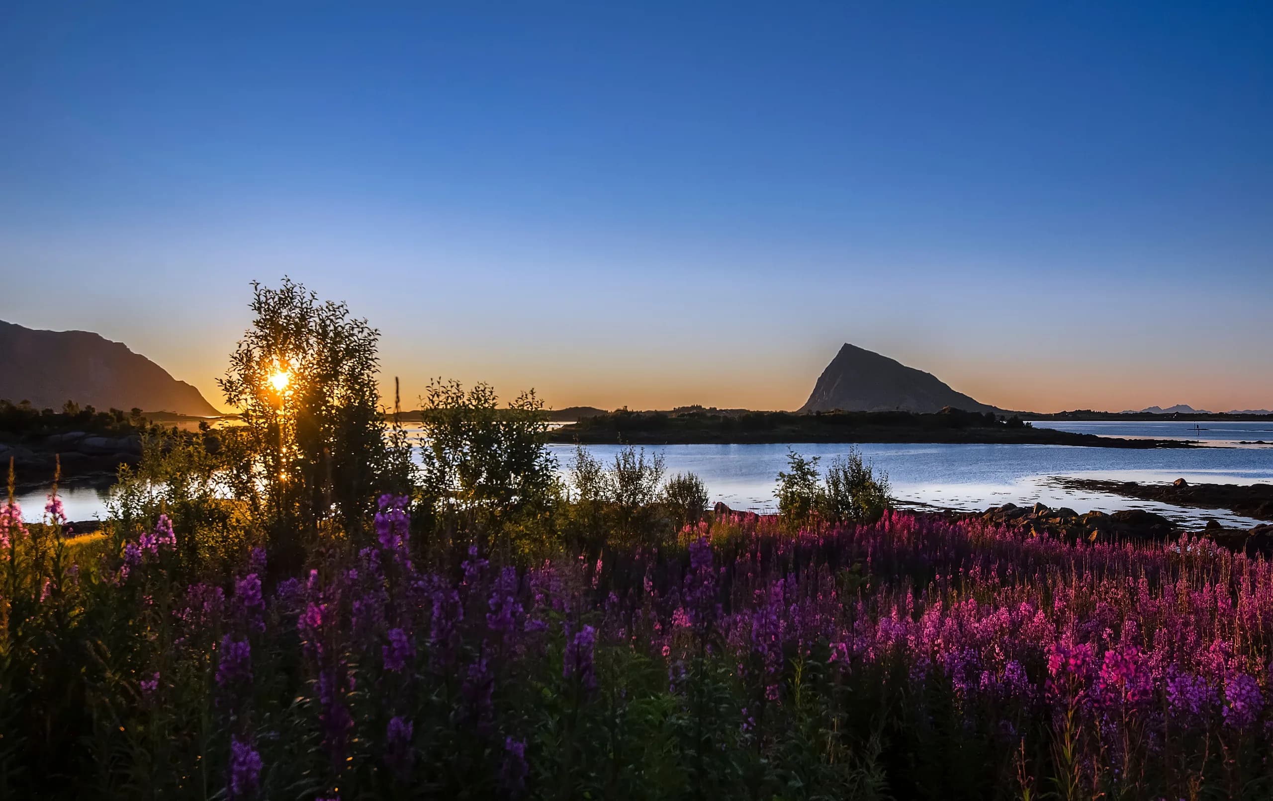 Low sun shining through a birch on a northern shore, with purple fireweed in the foreground and a pointed peak across calm water